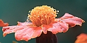 Fiore 1